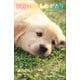 小学館ジュニア文庫 天国の犬ものがたり～HOME ホーム～（小学館） [電子書籍]