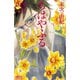ちはやふる（46）（講談社） [電子書籍]
