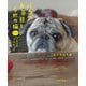 パグのお茶目と5匹の猫 ときどきフレンチブルドッグ（中央公論新社） [電子書籍]