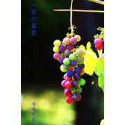 一房の葡萄（パルソラ） [電子書籍]