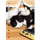 猫暮らしのゲーマーさん 6（小学館） [電子書籍]