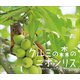 クルミの森のニホンリス（小学館の図鑑NEOの科学絵本）（小学館） [電子書籍]