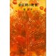 金紅樹の秘密（講談社） [電子書籍]