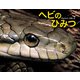 ヘビのひみつ（ポプラ社） [電子書籍]