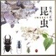 安永一正の昆虫（フレーベル館） [電子書籍]