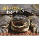 カミツキガメはわるいやつ？（フレーベル館） [電子書籍]