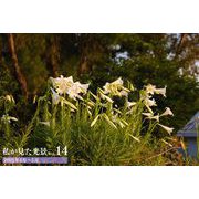 私が見た光景 vol.14 2021年4月～5月（バズブッカ） [電子書籍]