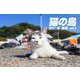 猫の島 2017 冬 藍島 vol.2（バズブッカ） [電子書籍]