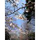月刊 東京タワーvol.8 花景色 2007-2017（バズブッカ） [電子書籍]