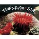イソギンチャクのふしぎ（ポプラ社） [電子書籍]