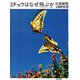 新編チョウはなぜ飛ぶか （フォトブック版）（朝日出版社） [電子書籍]