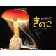 きのこ ふわり胞子の舞（ポプラ社） [電子書籍]