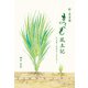 新・出雲國まこも風土記 人とまこものケミストリー（VOYAGER（ボイジャー）） [電子書籍]