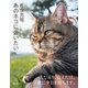 あのネコに会いたい 岩合光昭写真集（辰巳出版ebooks） [電子書籍]