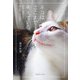 ネコはここまで考えている（慶応義塾大学出版会） [電子書籍]