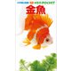 小学館の図鑑NEOポケット 金魚（小学館） [電子書籍]