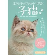 エキゾチックショートヘアの子猫（アシオナcomic） [電子書籍]