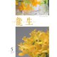 いけ花龍生 5月号（龍生華道会） [電子書籍]