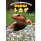 日本のいきものビジュアルガイド はっけん！ トカゲ（緑書房） [電子書籍]