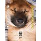 ねだんのつかない子犬・きららのいのち（岩崎書店） [電子書籍]