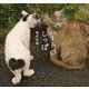 ハートのしっぽ 岩合光昭写真集（小学館） [電子書籍]
