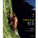 うまれたよ！ セミ（岩崎書店） [電子書籍]
