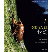 うまれたよ！ セミ（岩崎書店） [電子書籍]