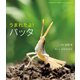 うまれたよ！ バッタ（岩崎書店） [電子書籍]