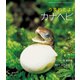 うまれたよ！ カナヘビ（岩崎書店） [電子書籍]