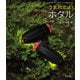 うまれたよ！ ホタル（岩崎書店） [電子書籍]