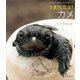 うまれたよ！ カメ（岩崎書店） [電子書籍]