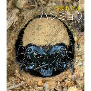 うまれたよ！ ハンミョウ（岩崎書店） [電子書籍]