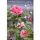 古都さんぽ45 茶谷明宏（バズブッカ） [電子書籍]