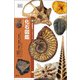 化石図鑑（創元社） [電子書籍]