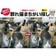群れ猫まちがい探し（ブティック社） [電子書籍]
