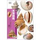 貝類図鑑（創元社） [電子書籍]