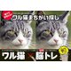 ワル猫まちがい探し（ブティック社） [電子書籍]