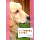 ワンコが我が家にやって来た（夕霧文庫） [電子書籍]