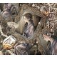 悪霊物語（立東舎 乙女の本棚）（リットーミュージック） [電子書籍]