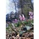 極楽ローカル花さんぽ L'Album des fleurs sauvages du Japon（学術研究出版） [電子書籍]