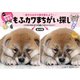 何ともかわいすぎる もふカワまちがい探し（ブティック社） [電子書籍]