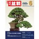 近代盆栽2025年6月号（近代出版） [電子書籍]