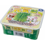 ヤマヒサ ペティオ　猫元気草Y2010 [24個入り]