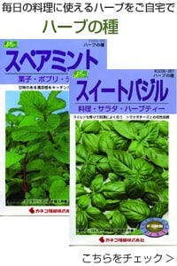 ハーブの種