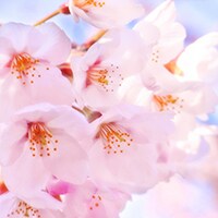 桜写真の撮り方 