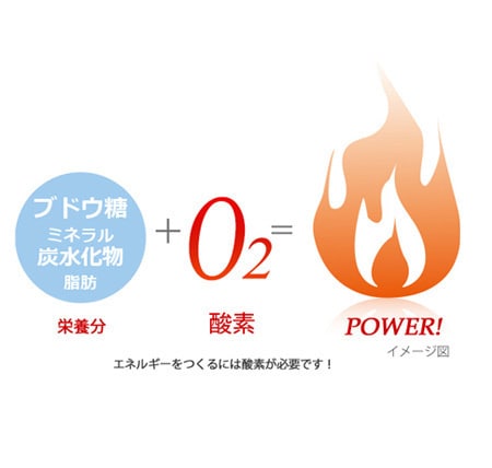 エネルギーを作るには酸素が必要