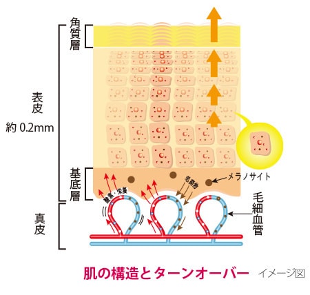 肌の構造とターンオーバー