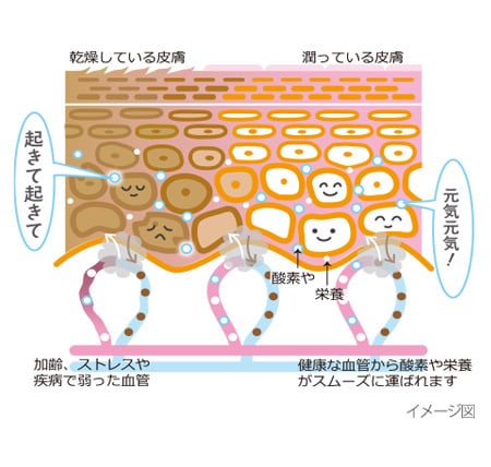 血中酸素濃度を上げて肌力アップ