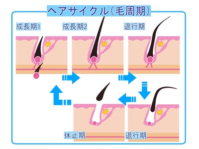 ヘアサイクル(毛周期)