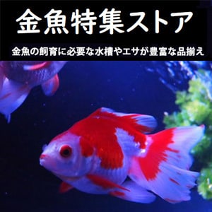金魚特集ストア